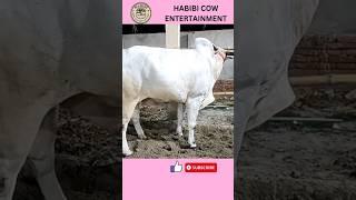 (BIGGEST HUMP COW OF 2023)  from babu dairy farm #cow #viral #viralvideo #kolkata #shorts #short