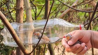 Water Bottle Bird Trap Easy ️ How To Make Bottle Bird Trap 