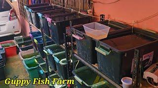 NEW Multilayer Rack, Baby Gupppies, Beautiful Guppies And Outdoor Setup Tour!!