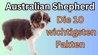 Australian Shepherd  Die 10 wichtigsten Fakten