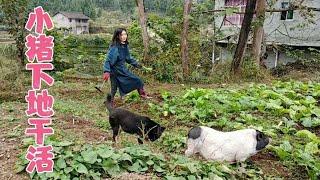 小猪跟主人去干活，回家前还不忘去邻居家吃碗红薯【一只不平凡的猪哼哼】