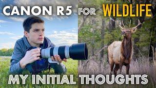 Testing the Canon R5 for Wildlife Photography - WILDLIFE PHOTOGRAPHY VLOG