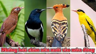 Top 10 Loài Chim Dễ Nuôi và Thích Nghi với điều kiện thời tiết mùa Đông tốt Nhất || Đạt Bird TV