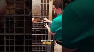 Grizzly Bear Claw Maintenance | Sedgwick County Zoo