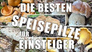 Die 10 besten Speisepilze für Anfänger | Risikoarme Pilze die man auch als Einsteiger sammeln kann