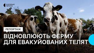 "Перевозили під обстрілами, бо ніхто не хотів їхати забирати ": як евакуювали телят на Чернігівщині