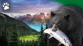 Wild Canada : Tracking the GRIZZLY  - British Columbia Adventure - Documentary - AMP