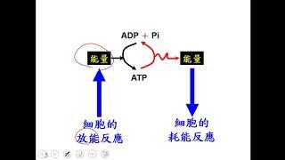 10901高一必修生物ch1 2 01能量貨幣 ATP的角色一溫