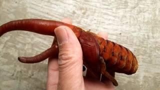 【HirokA】hercules Beetle pupa