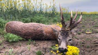 Medal Class Roebuck Hunting - Jagd für grosse abnorme Böcke