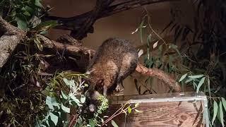 Common brush-tail possum in Nocturnal House