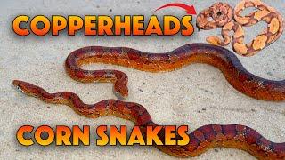 Corn Snake Double, Copperhead Snakes x5! Herping Georgia and  South Carolina