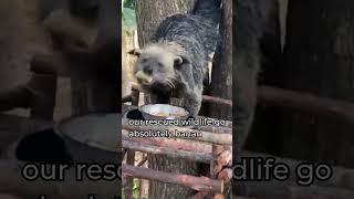 Feeding Time at the Sanctuary – From Primates to Binturongs & Beyond!   #goeco #wildlife