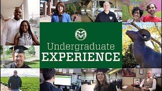 CSU Online Bachelor's Student Experience