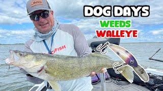 Weed Walleyes Dog Days of Summer