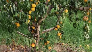 Prunus persica ή Προύνος η περσική (ροδακινιά με παραμορφωμένους καρπούς/αρρώστια)