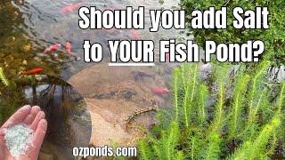 Should you add salt to your fish pond?