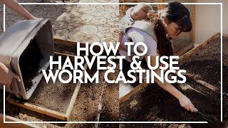 How to Harvest Worm Castings and How to Use Worm Castings in the Garden | Hey It's A Good Life