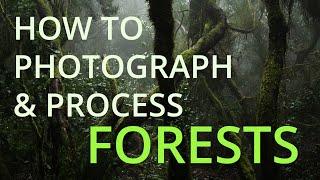 How to Photograph and Process Forests