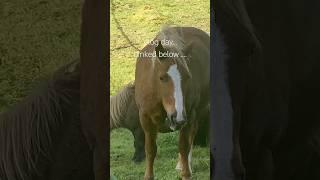 BUSY MORNING AT THE YARD #horse #equestrianvibes #horseenthusiast #equestrian #equestrianstyle