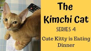 Cute Kitty is eating dinner | The Kimchi Cat Series