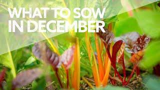 What To Sow in December | Grow Your Own Vegetables | What to Sow in Winter