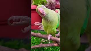Parrot Calling Sound #parrot #birds #shortvideo #talkingparrot #shorts #talkingparrot #shortvideo