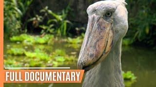 The world's weirdest creatures | Full Documentary