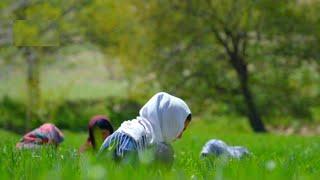 دایکندی فصل بهار "زندگی در دهات"  Daikundi Afghanistan