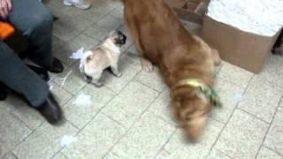 Baby Pug vs. golden retriever (funny)