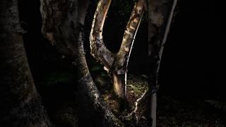 Light Painting Forest Photography with the NEW amaran Peak Battery