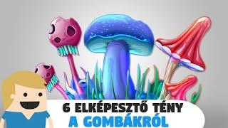 6 elképesztő tény a Gombákról, amit te sem tudtál!