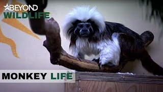 S4E14 | Critically Endangered Species Arrives At The Park | Monkey Life | Beyond Wildlife