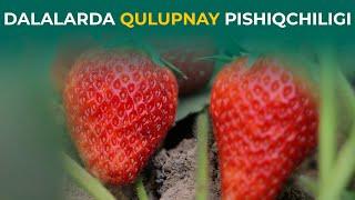 DALALARDA QULUPNAY PISHIQCHILIGI