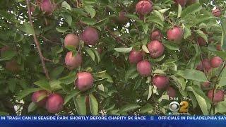 Apple Picking Season