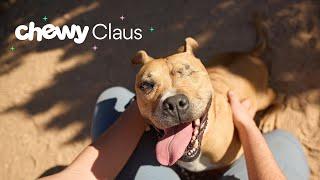 Chewy Claus Makes Adoptions Free For Pets Across The Country