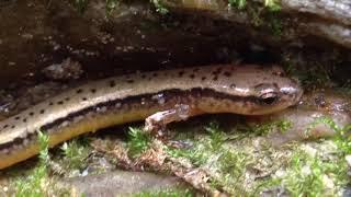 DoD PARC Species Profile Video Series: Episode 7: Southern Two-lined Salamander