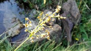 Juncus articulatus (Joint-leaf rush)