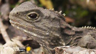 The Small, Slow Tuatara is Top Predator in its Ecosystem Into The Wild New Zealand | Smithsonian