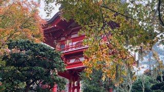 Japanese Tea Garden #goldengatepark #sanfrancisco #rainyday #japaneseteagarden #tourist