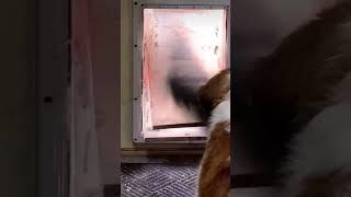 doggy AND mini horse door 