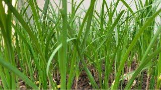 How To Grow Chinese Chives | Growing Garlic Chives | Daily Life and Nature