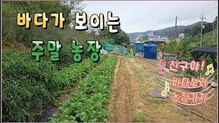 24 -18//기장에 바다가 보이는 주말농장입니다. 지적도상 도로가 있어 체류형 농막설치에도 유리한 아주 좋은 주말농장입니다.