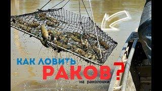 Как ловить раков на раколовки?