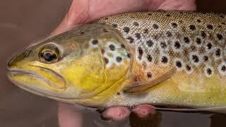 Fishing In Wales - The Wild Brown Trout of Wales