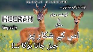 heeran | deer | biography | nayab janwar