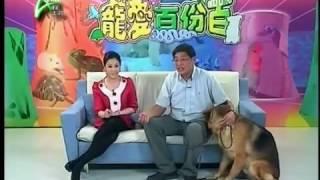 狼狗外型充滿野性,飼養狼狗有咩要注意? APLUS 20110628