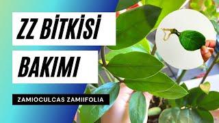 ZZ bitkisi bakımı rehberi (Zamioculcas zamiifolia) ‍ - Ev Yeşili