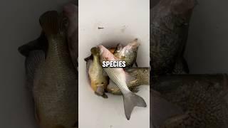 Multi-Species Ice Fishing!  #fishing #icefishing #fishingaddict #fishingvideos