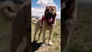 Monster Kangal Dog - Anatolian Shepherd #shorts